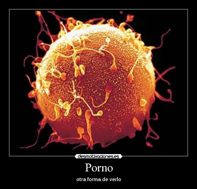 Porno -