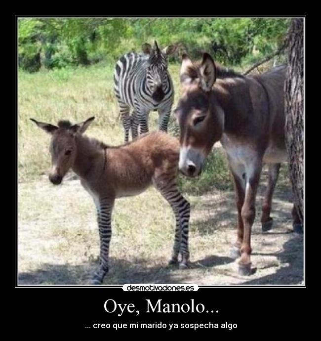 Oye, Manolo... -