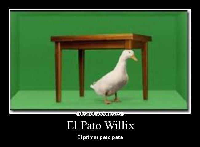 El Pato Willix - El primer pato pata