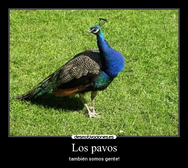Los pavos - también somos gente!