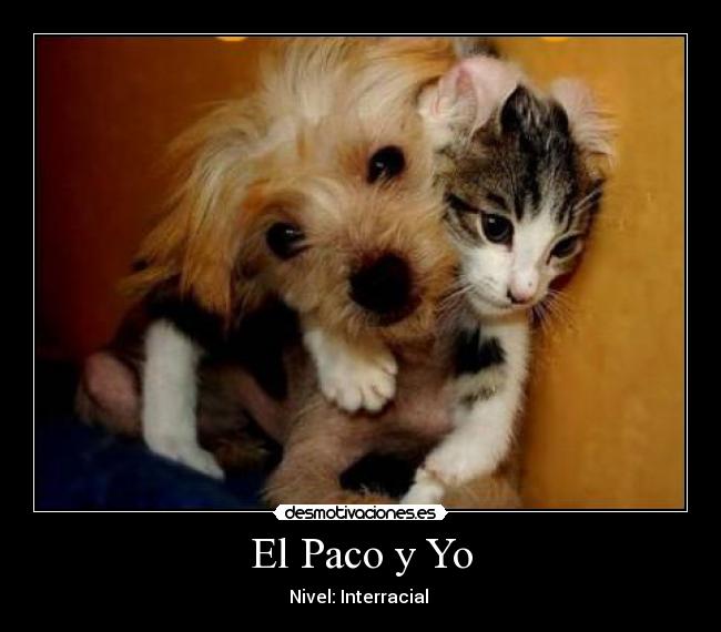 carteles perro gato desmotivaciones