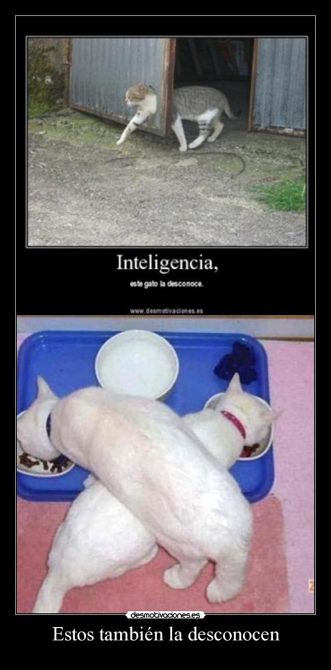 Estos también la desconocen -