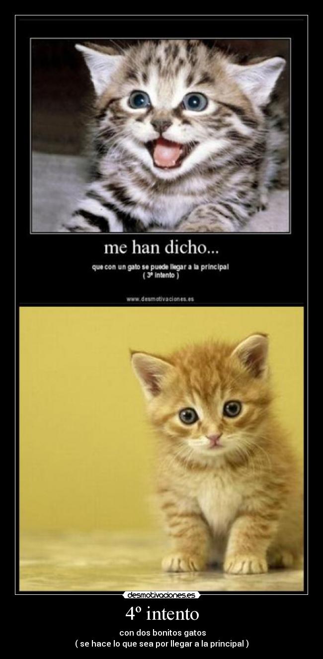 4º intento - con dos bonitos gatos
( se hace lo que sea por llegar a la principal )