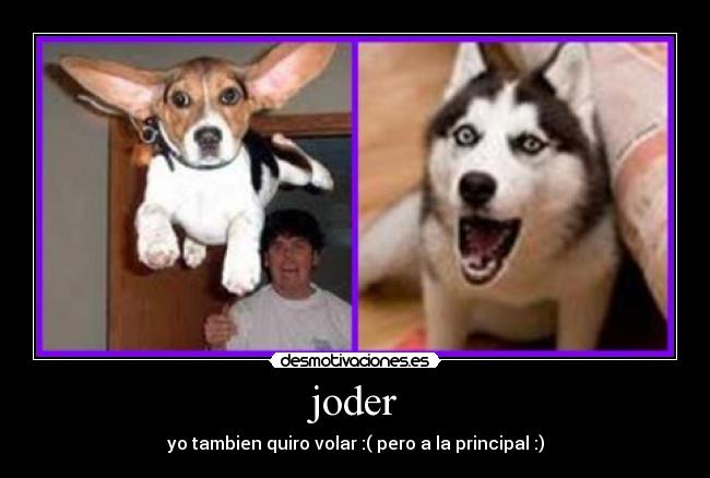 carteles perro desmotivaciones