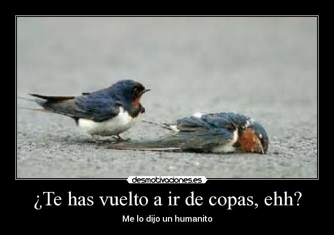 carteles pajaros desmotivaciones