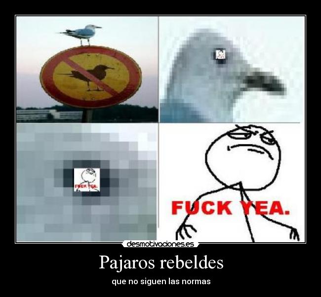 Pajaros rebeldes - 