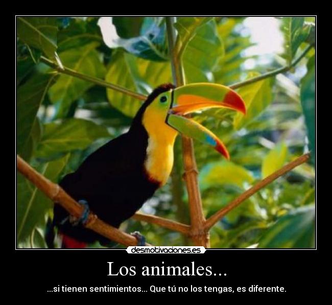 Los animales... - ...si tienen sentimientos... Que tú no los tengas, es diferente.