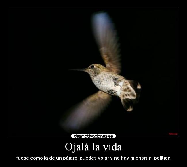 Ojalá la vida - fuese como la de un pájaro: puedes volar y no hay ni crisis ni política
