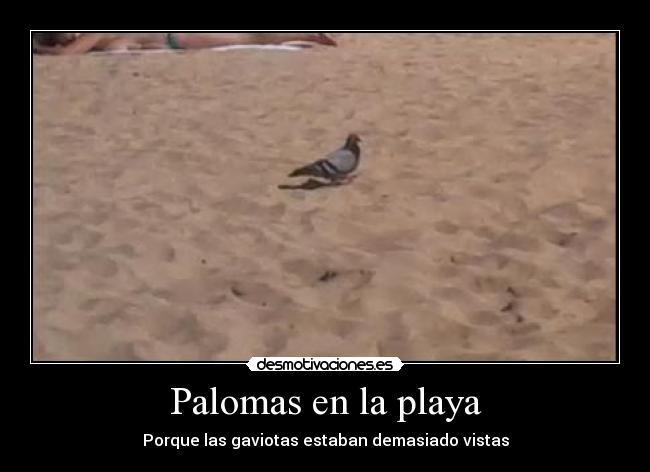 carteles palomas gaviotas playa ataque desmotivaciones