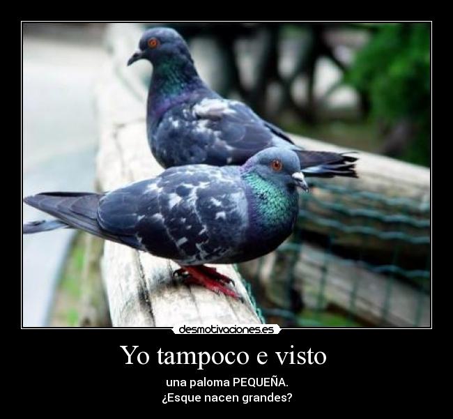 Yo tampoco e visto -