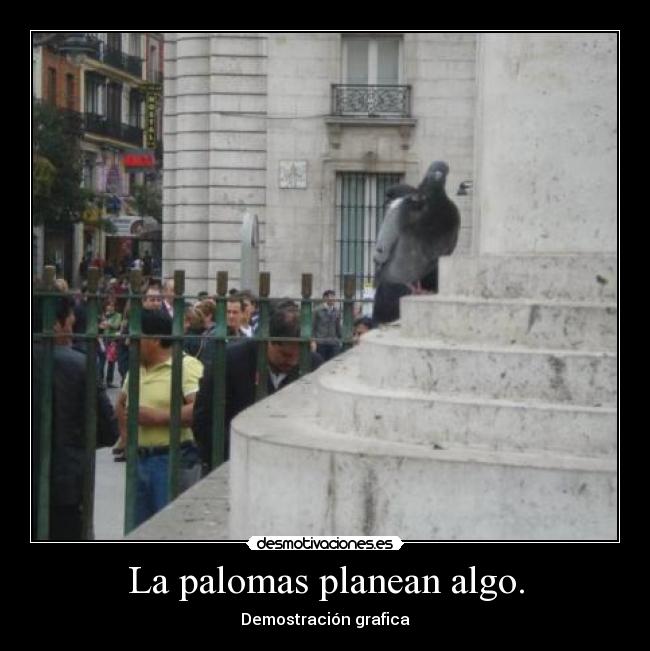 La palomas planean algo. -