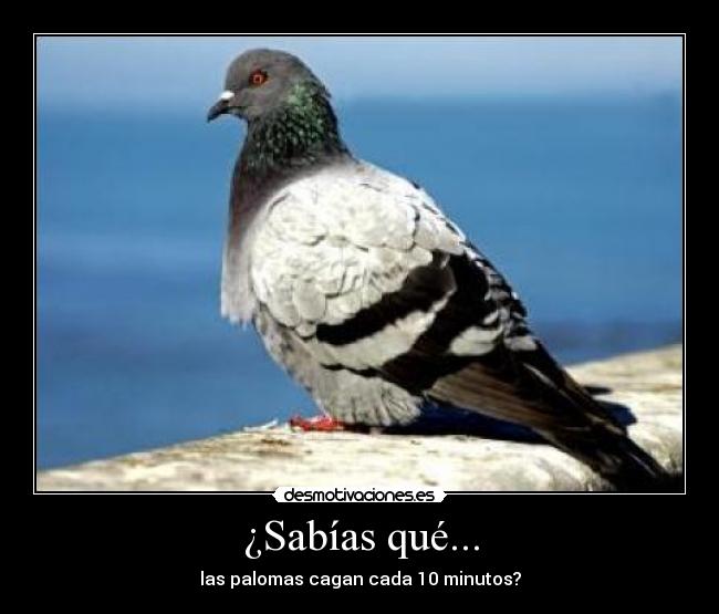 ¿Sabías qué... - las palomas cagan cada 10 minutos?