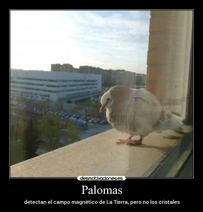Palomas - detectan el campo magnético de La Tierra, pero no los cristales