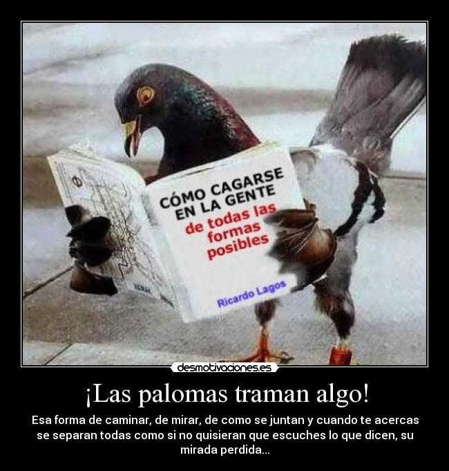 ¡Las palomas traman algo! - Esa forma de caminar, de mirar, de como se juntan y cuando te acercas
se separan todas como si no quisieran que escuches lo que dicen, su
mirada perdida...