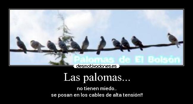 Las palomas... - no tienen miedo..
se posan en los cables de alta tensión!!