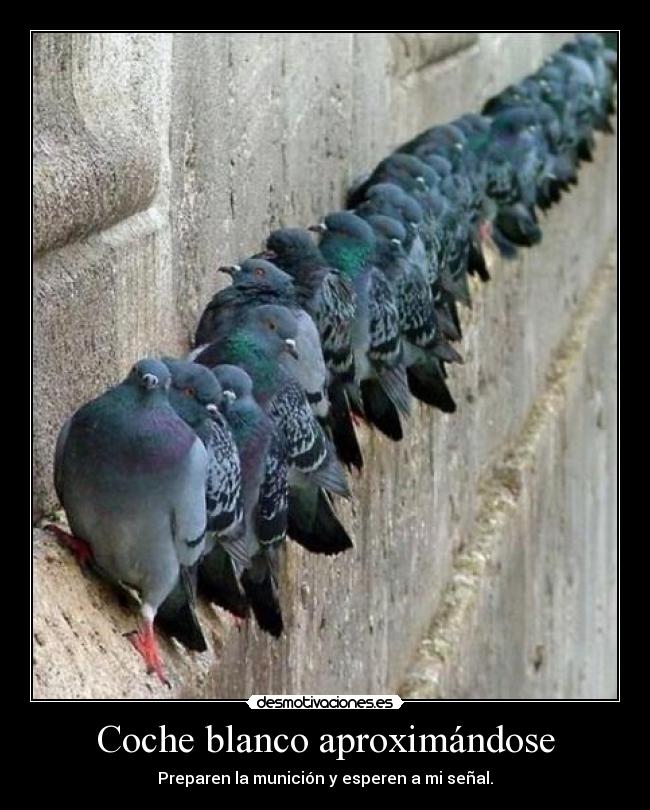 Coche blanco aproximándose - Preparen la munición y esperen a mi señal.