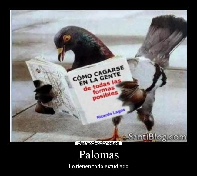 Palomas - Lo tienen todo estudiado