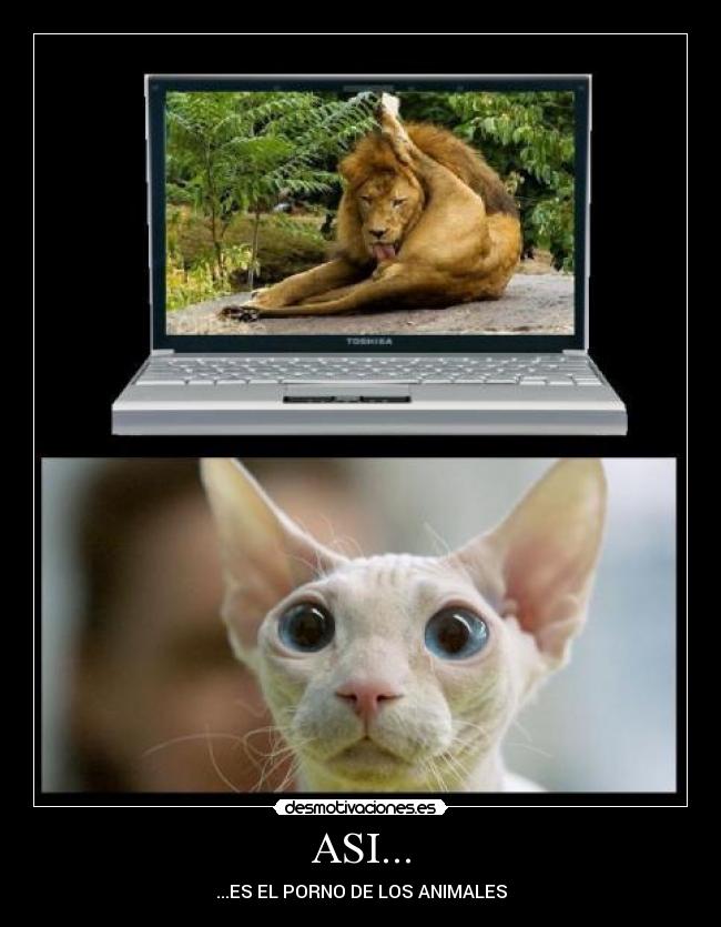 ASI... - ...ES EL PORNO DE LOS ANIMALES