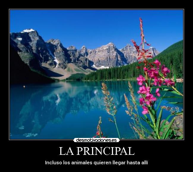 LA PRINCIPAL - Incluso los animales quieren llegar hasta allí