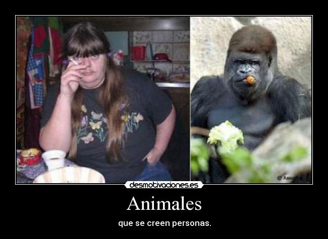 carteles animales dgfh desmotivaciones
