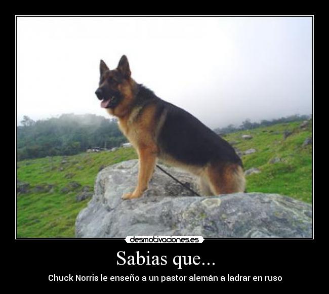 Sabias que... - Chuck Norris le enseño a un pastor alemán a ladrar en ruso