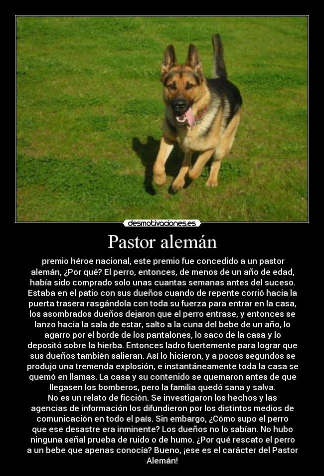 Pastor alemán -