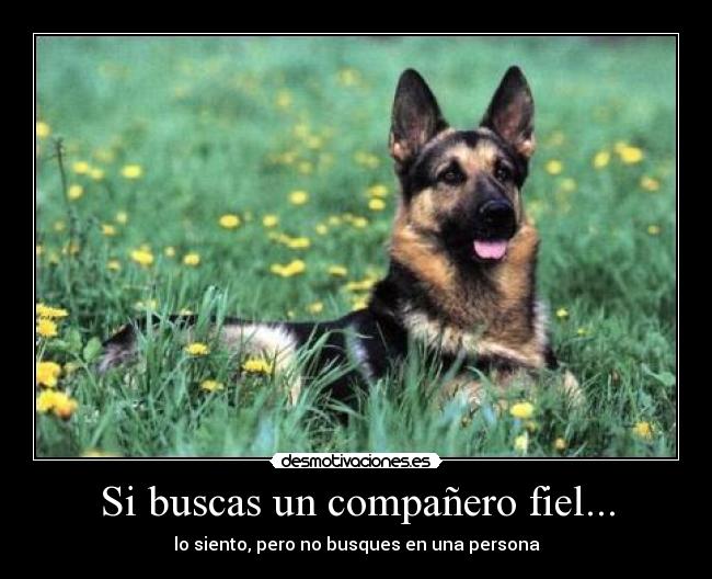 Si buscas un compañero fiel... -