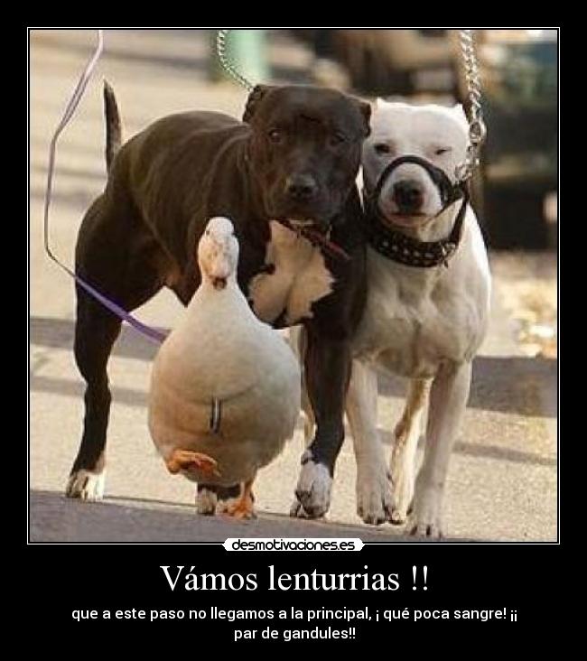 Vámos lenturrias !! -