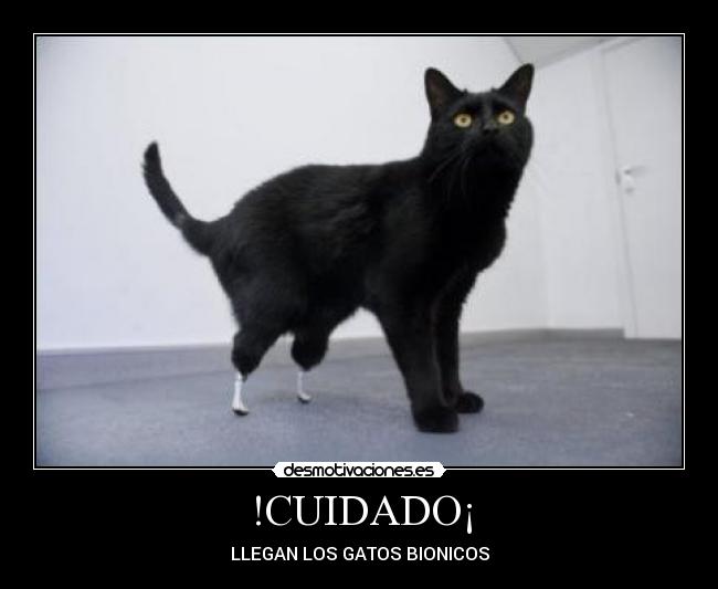 !CUIDADO¡ - LLEGAN LOS GATOS BIONICOS