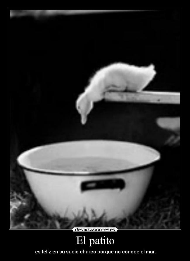 El patito - es feliz en su sucio charco porque no conoce el mar.