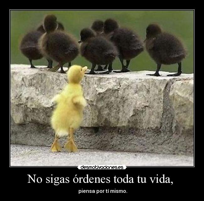 No sigas órdenes toda tu vida,  - 