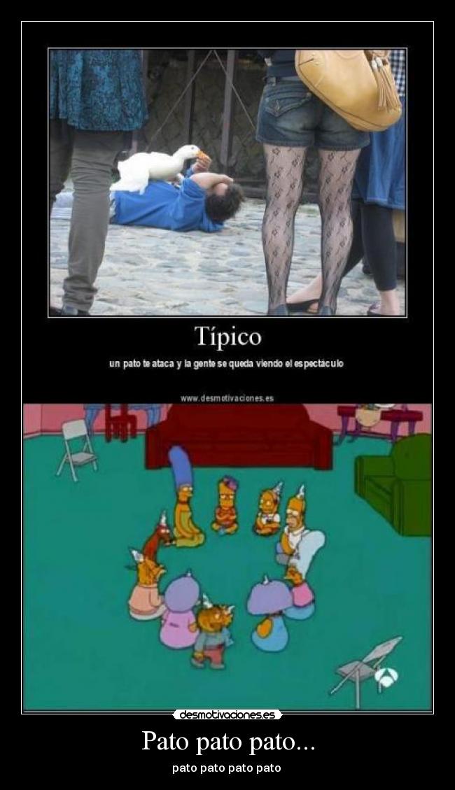 Pato pato pato... - 