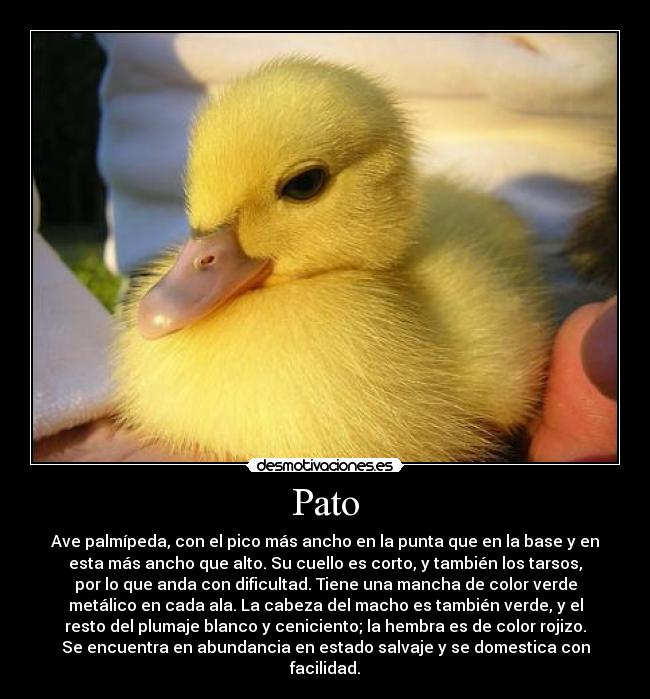 Pato - Ave palmípeda, con el pico más ancho en la punta que en la base y en
esta más ancho que alto. Su cuello es corto, y también los tarsos,
por lo que anda con dificultad. Tiene una mancha de color verde
metálico en cada ala. La cabeza del macho es también verde, y el
resto del plumaje blanco y ceniciento; la hembra es de color rojizo.
Se encuentra en abundancia en estado salvaje y se domestica con
facilidad.