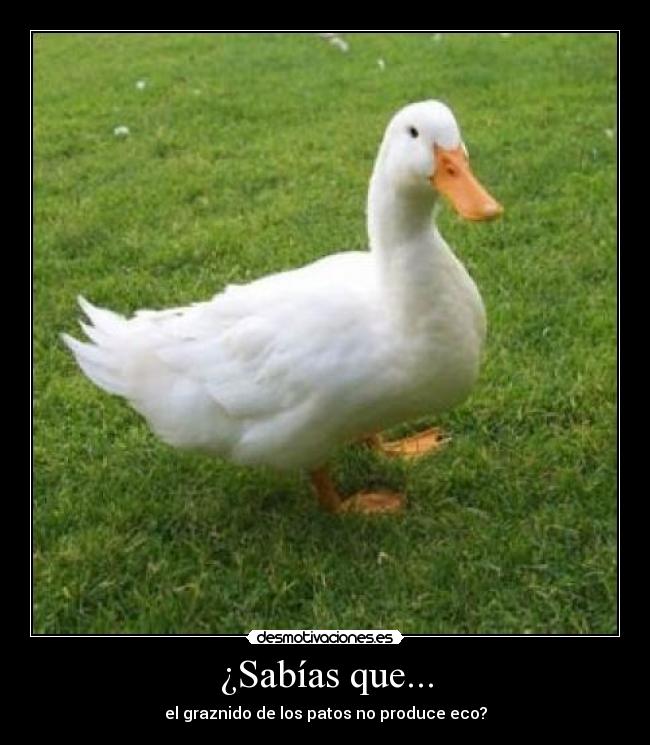 ¿Sabías que... - el graznido de los patos no produce eco?