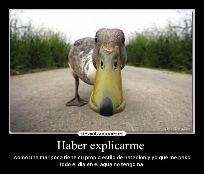 carteles pato desmotivaciones