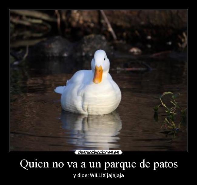 Quien no va a un parque de patos -