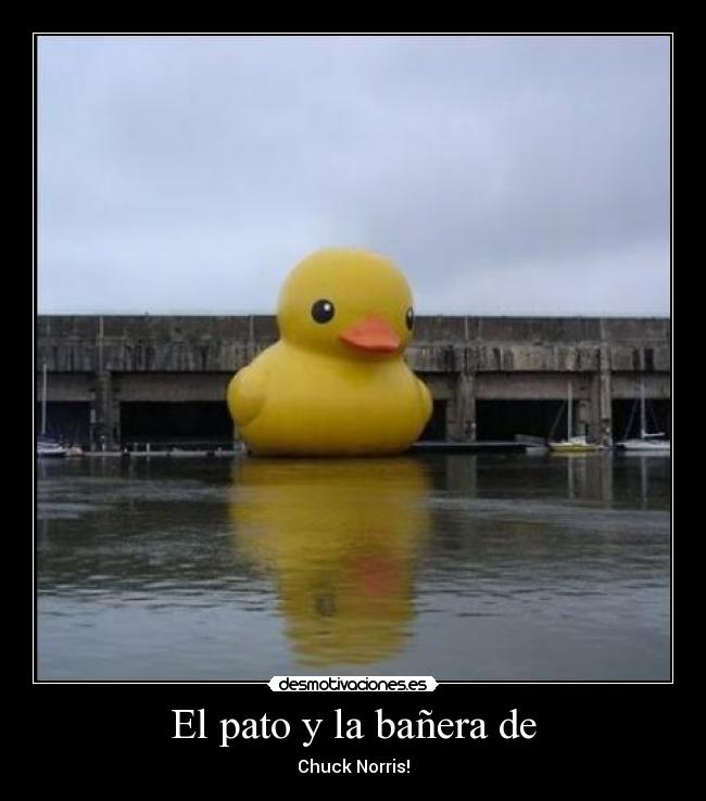 El pato y la bañera de - Chuck Norris!