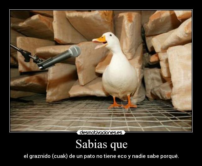 Sabias que - el graznido (cuak) de un pato no tiene eco y nadie sabe porqué.