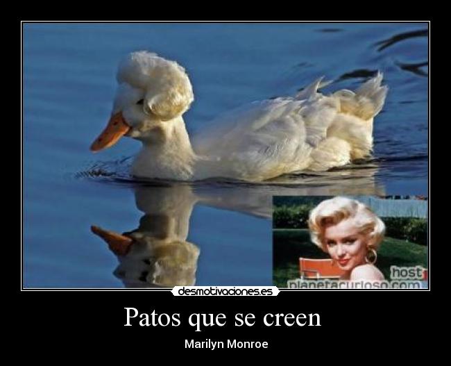 Patos que se creen - Marilyn Monroe