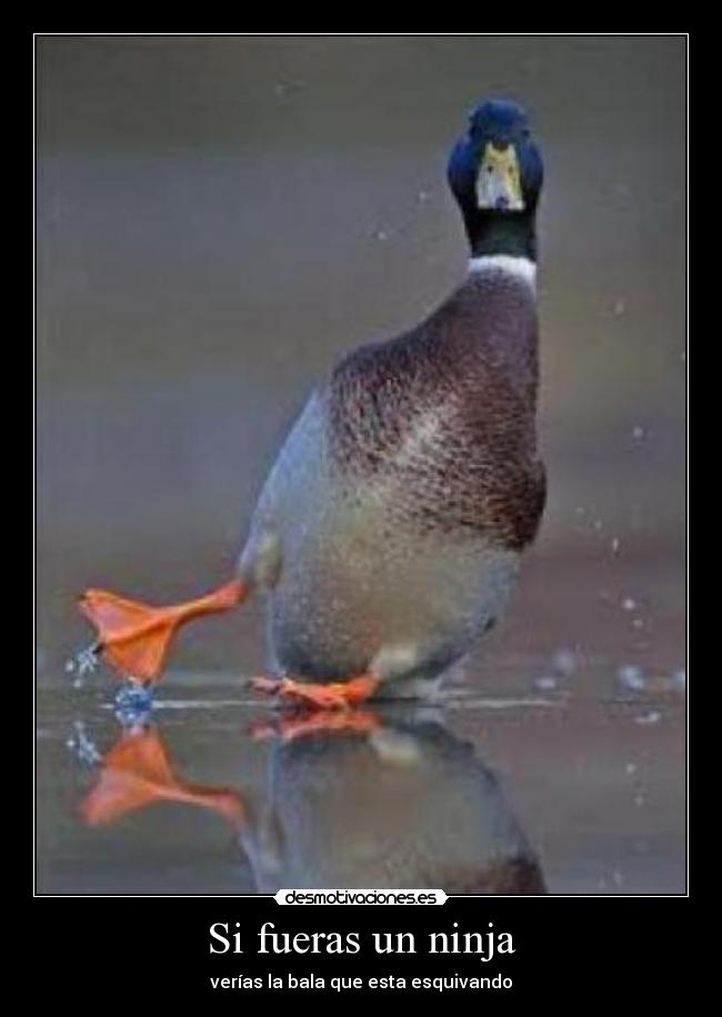 Si fueras un ninja -