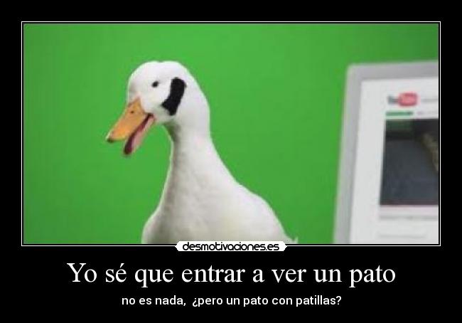 Yo sé que entrar a ver un pato - 