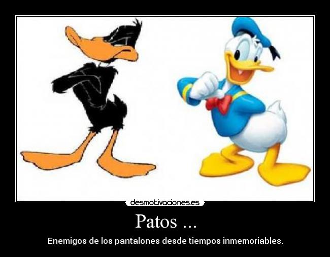 Patos ... - Enemigos de los pantalones desde tiempos inmemoriables.