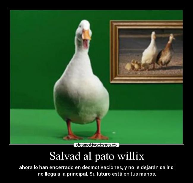 Salvad al pato willix -