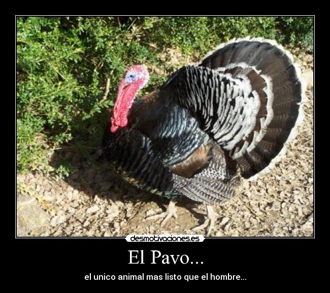 El Pavo... - el unico animal mas listo que el hombre...