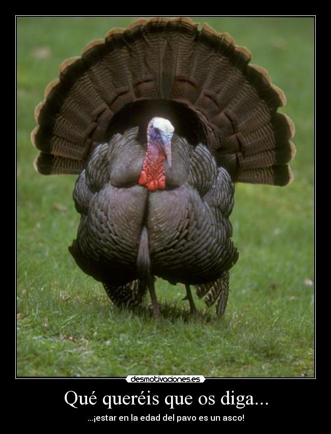 Qué queréis que os diga... - 