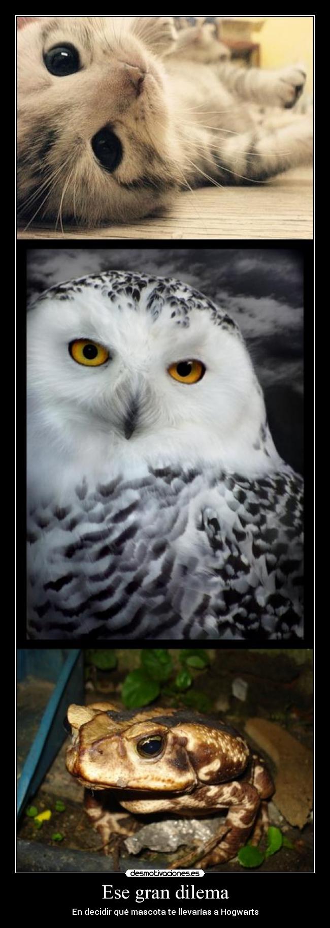 carteles dilema desmotivaciones