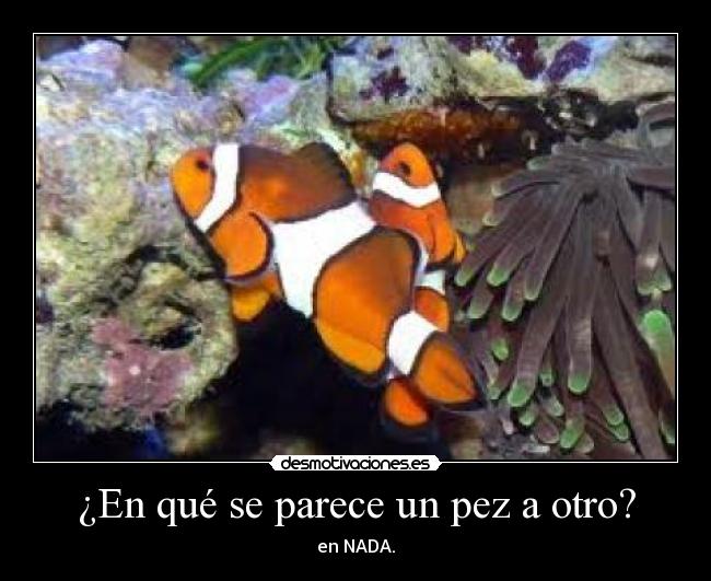 ¿En qué se parece un pez a otro? - en NADA.