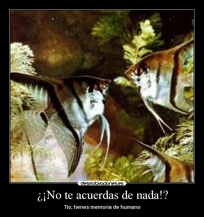 ¿¡No te acuerdas de nada!? - Tío, tienes memoria de humano