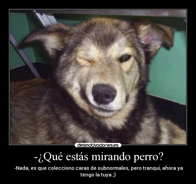 -¿Qué estás mirando perro? - 
