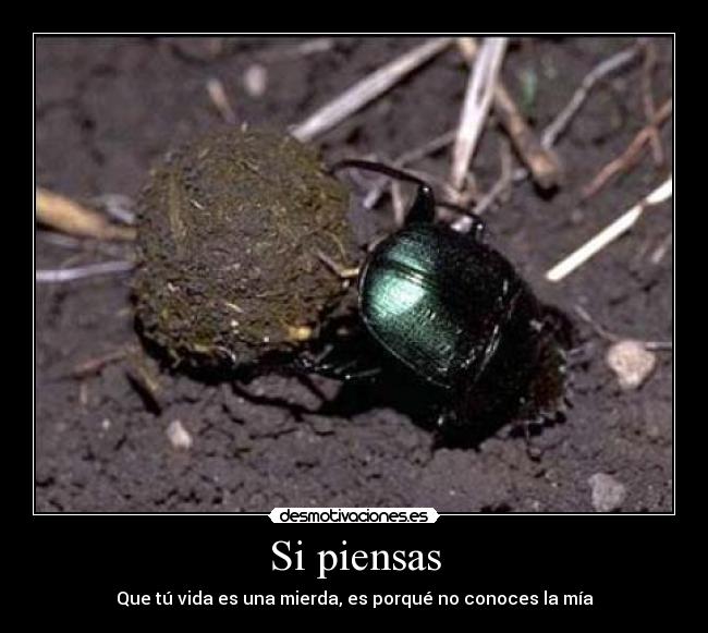 Si piensas - Que tú vida es una mierda, es porqué no conoces la mía